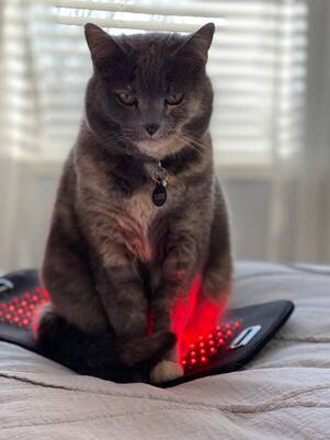 red light therapy for cats